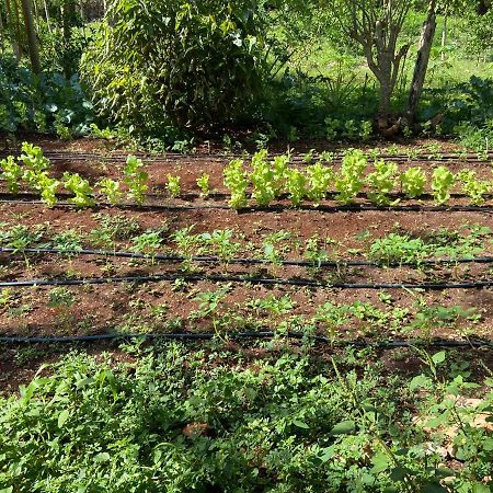 Encantadora Villa Maya Tradicional En Rancho Agroecologico Tzucaceb Zewnętrze zdjęcie