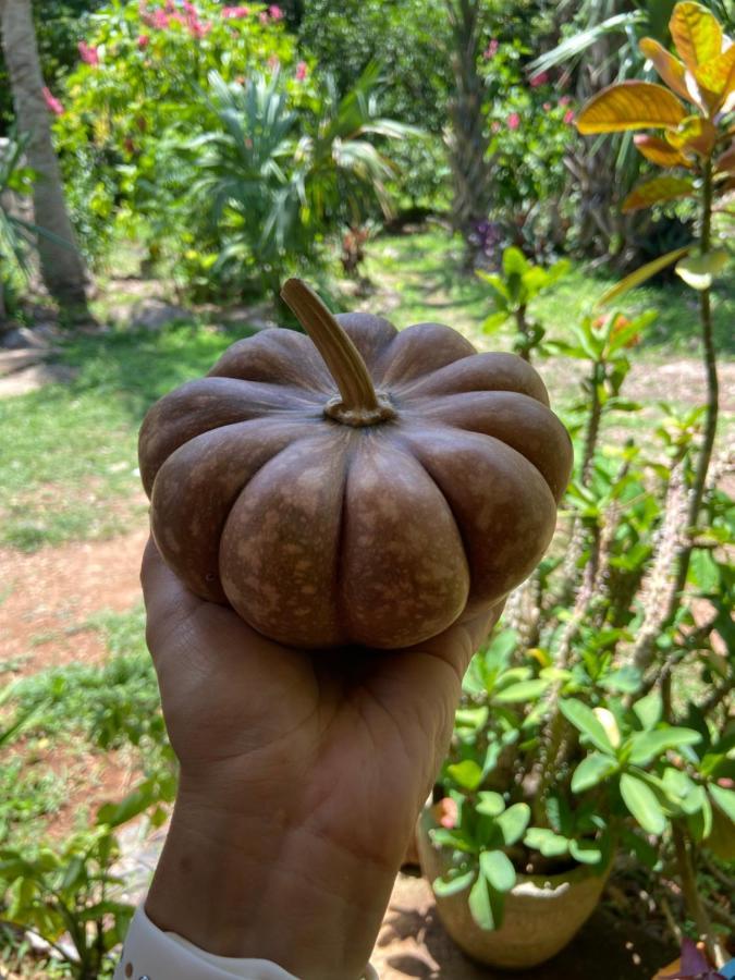 Encantadora Villa Maya Tradicional En Rancho Agroecologico Tzucaceb Zewnętrze zdjęcie